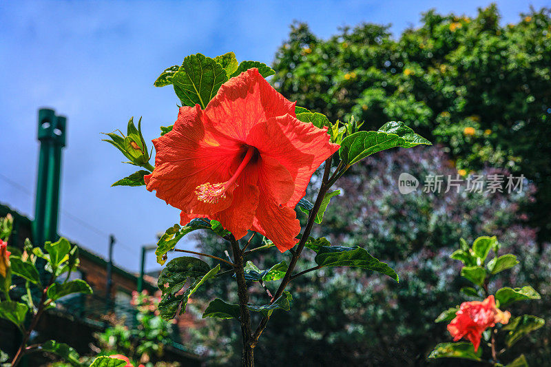 Bogotá, Colombia - A Red Hibiscus in the Morning Sunlight in the Garden